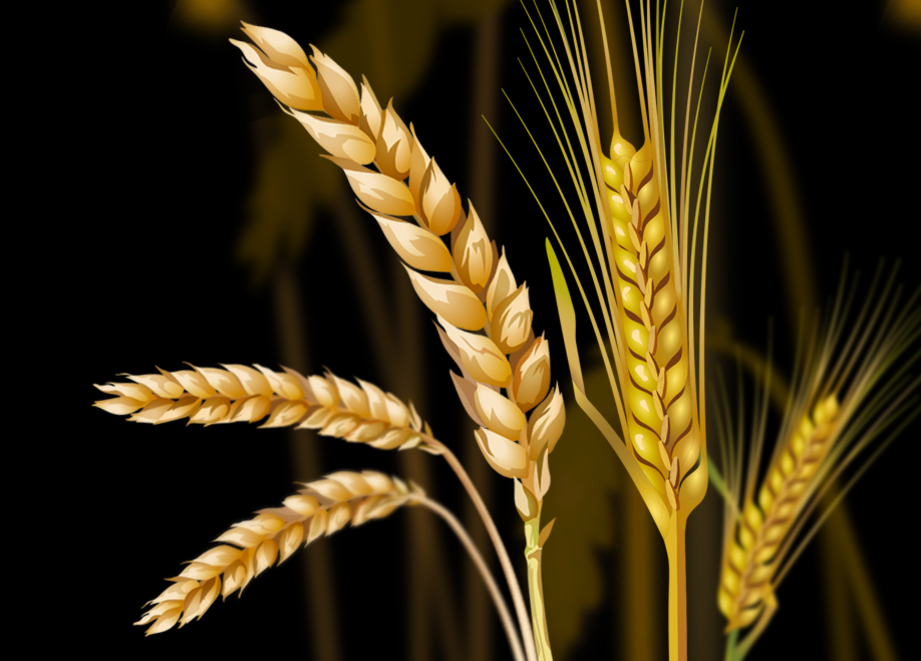 Wheat & Barley ADAMA